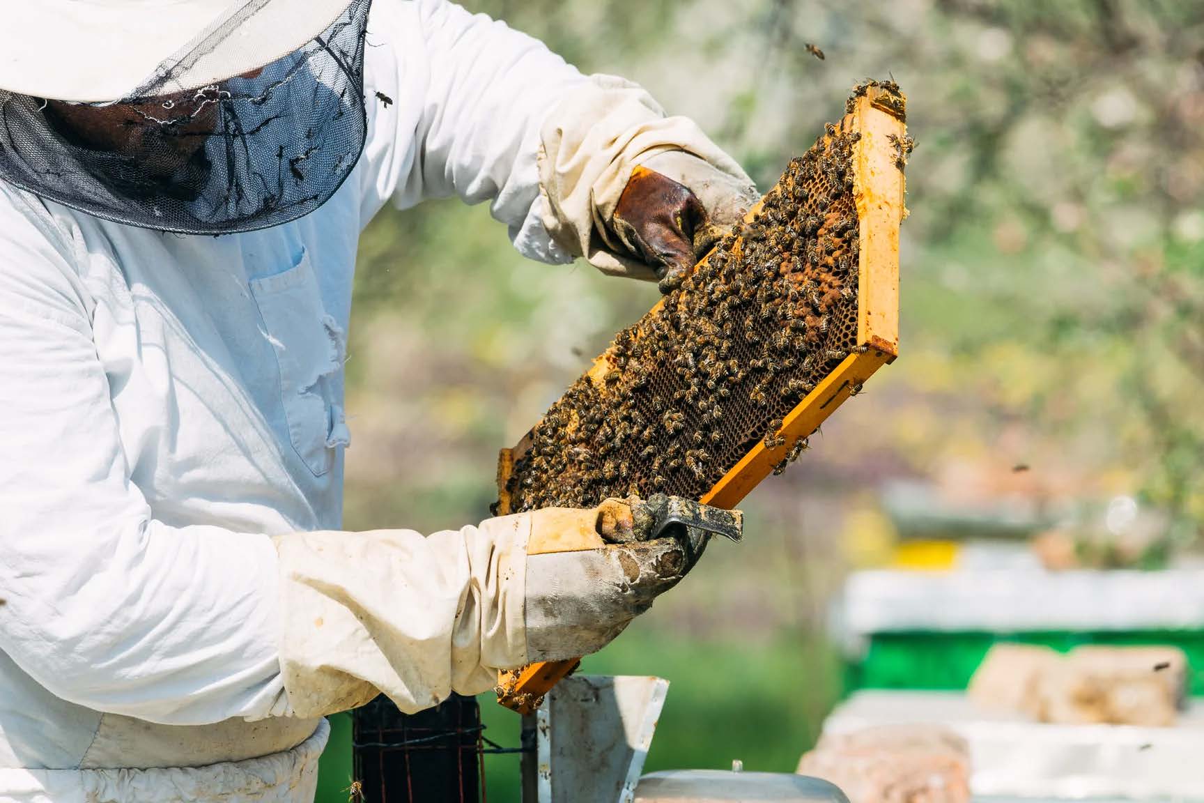 Beekeeper inspecting a hive frame covered in bees