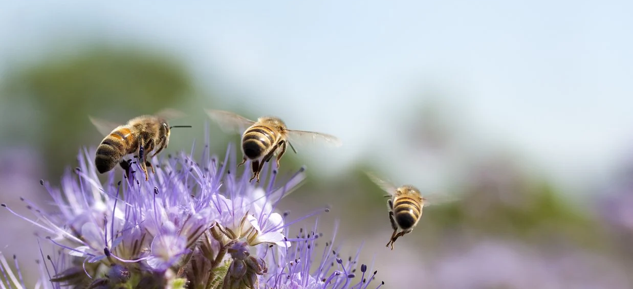 Honey bees flying over purple flowers