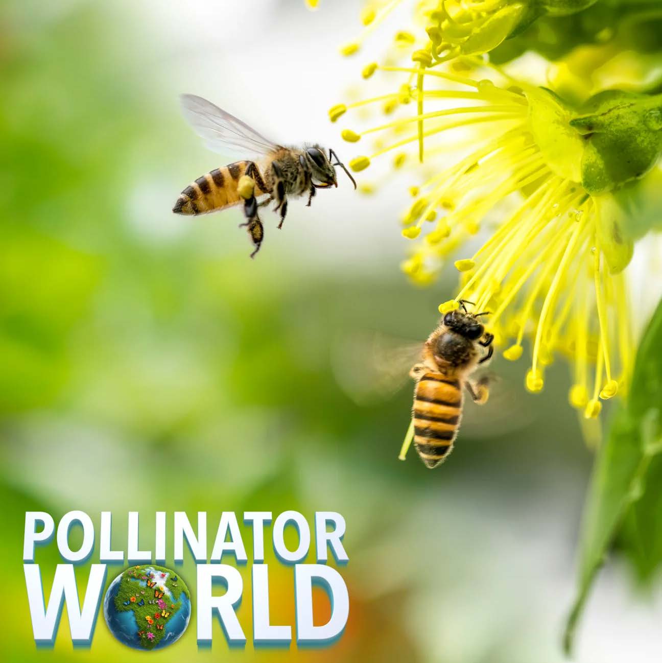 Honey bees on a yellow flower with the Pollinator World logo