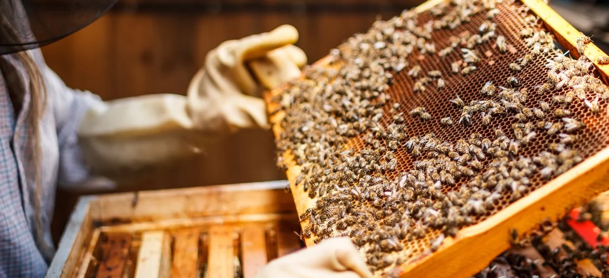 Beekeeper holding a frame covered in bees