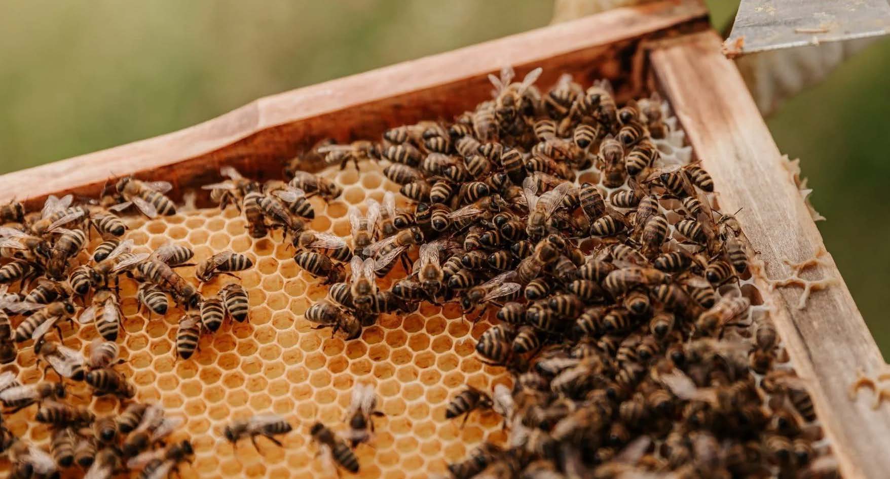 Close-up of honey bees on a honeycomb frame