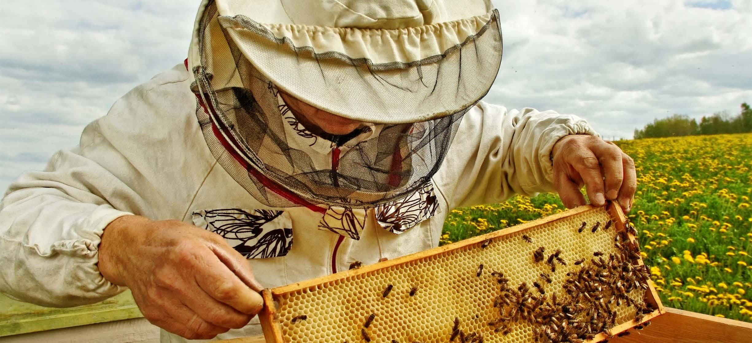 Beekeeper holding a honeycomb frame in a field of yellow flowers