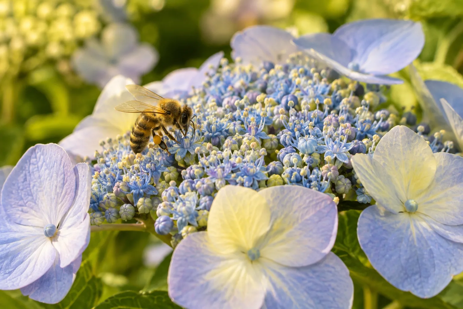 Honey bee feeding on small fertile hydrangea flowers inside a lacecap bloom