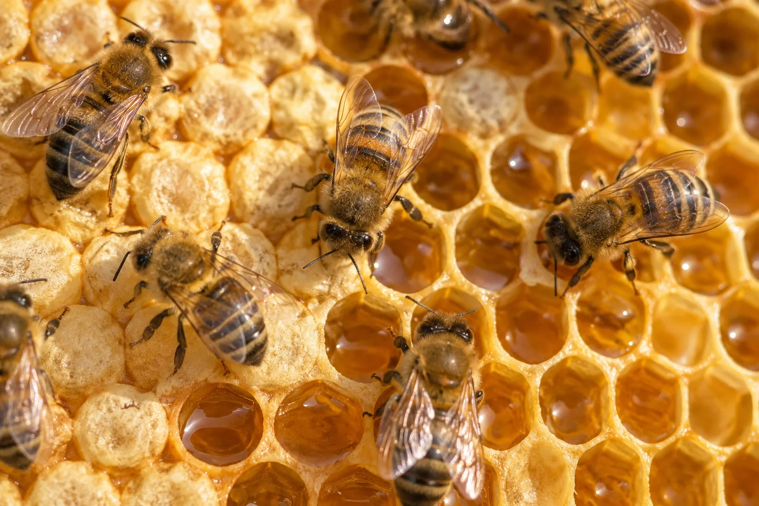 Honey bees on capped honeycomb containing stored food for winter.