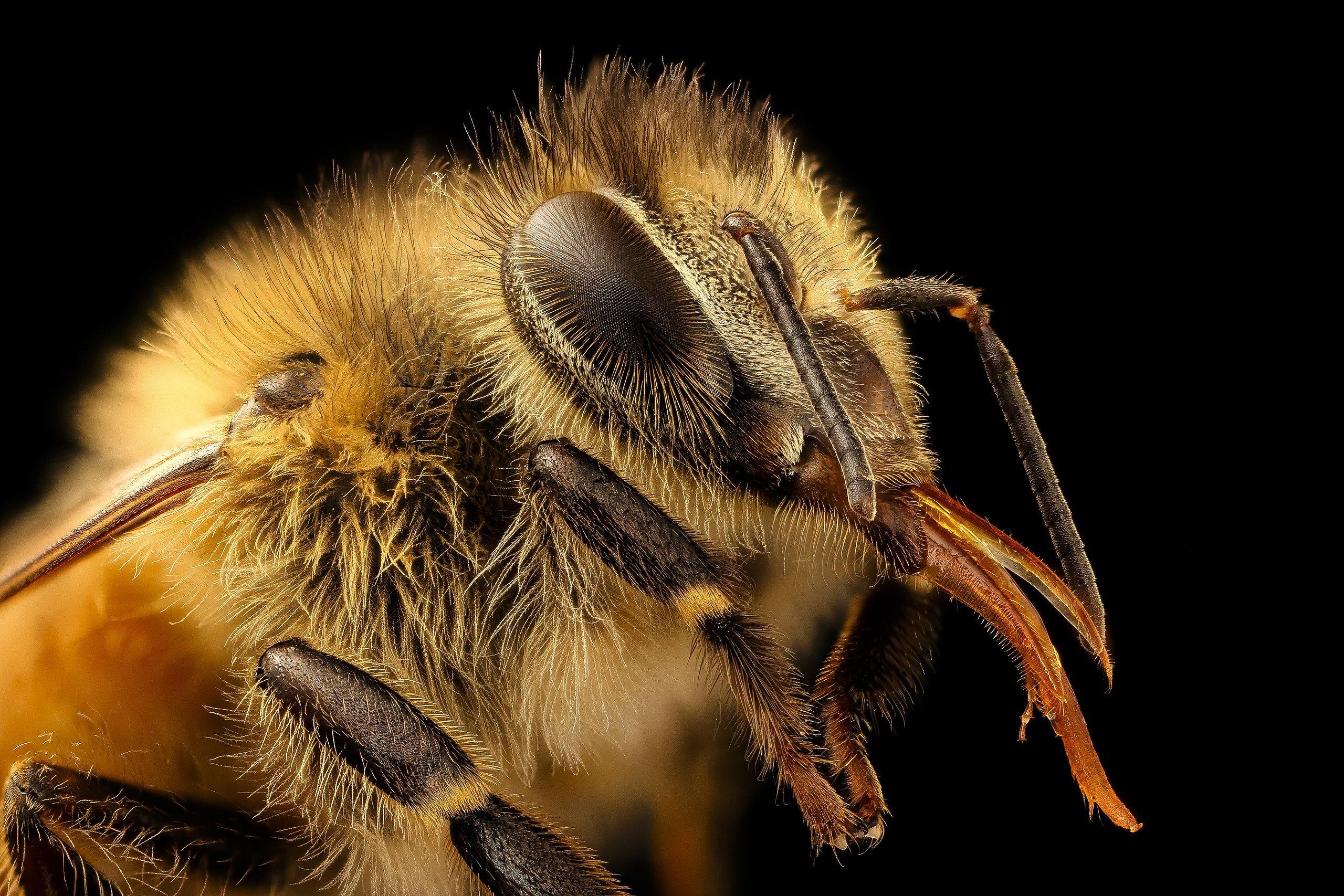 The Honey Bee: Our Friend in Danger